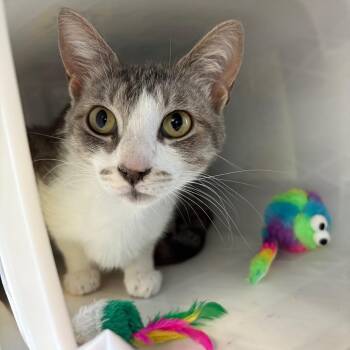 Sissy -  Domestic Short Hair Cat for Adoption in Manhattan, Kansas - Sissy | PetCurious