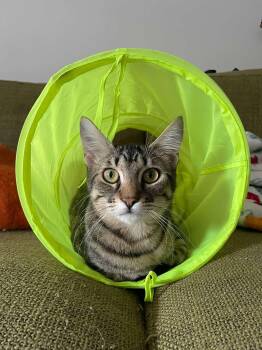 Rescue Domestic Short Hair Cats for Adoption in Pearland, Texas - Merlin | PetCurious