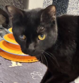 Mason -  Domestic Short Hair Cat for Adoption in Golden, Colorado - Mason | PetCurious