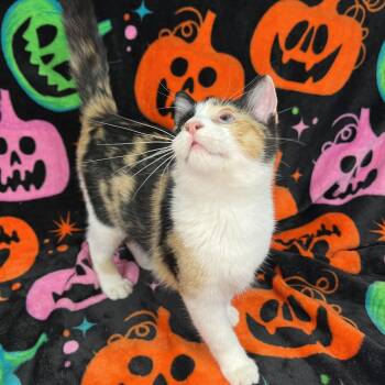 Confetti -  Domestic Short Hair Cat for Adoption in Fairmont, Minnesota - Confetti | PetCurious