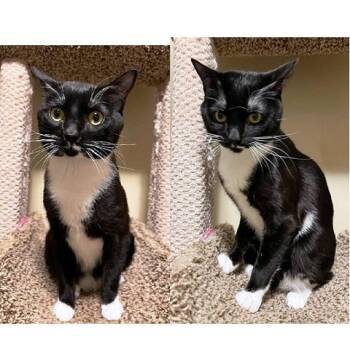 Mantine -  Domestic Short Hair Cat for Adoption in Millcreek, Utah - Mantine | PetCurious