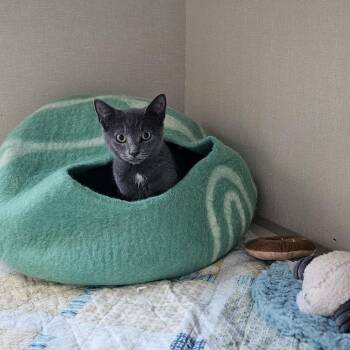 Mouse -  Domestic Short Hair Cat for Adoption in Conway, New Hampshire - Mouse | PetCurious