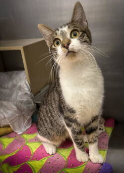 Rescue Domestic Short Hair Cats for Adoption in Wilmington, North Carolina - Vince | PetCurious