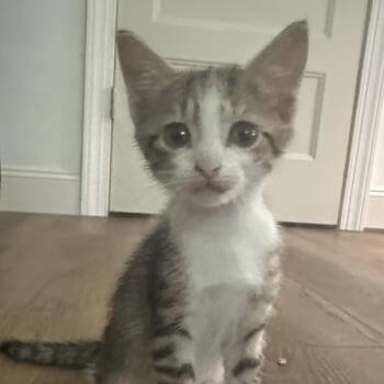 Linus -  Domestic Short Hair Cat for Adoption in Jupiter, Florida - Linus | PetCurious