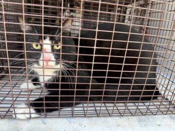 Domestic Short Hair Cats Available for Adoption - A650780 | PetCurious