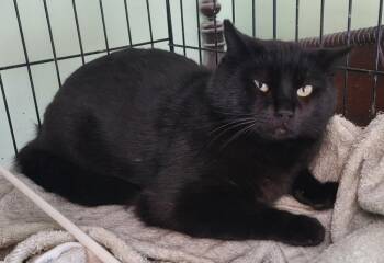 Domestic Short Hair Cats Available for Adoption - Binks | PetCurious