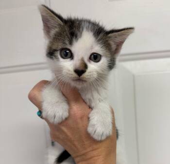 Coraline -  Tabby and Domestic Short Hair Cat for Adoption in Columbia, South Carolina - Coraline | PetCurious