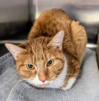 Rescue Domestic Short Hair Cats for Adoption in Houston, Texas - Ramona | PetCurious