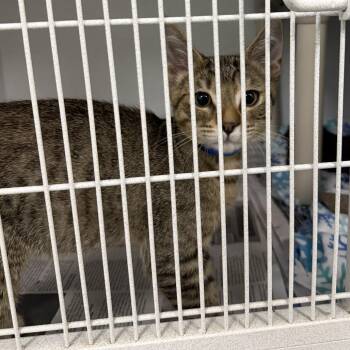 Neptune -  Domestic Short Hair Cat for Adoption in Dover, New Hampshire - Neptune | PetCurious