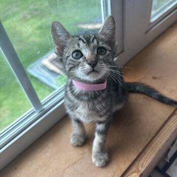Posy Woodville -  Tabby and Domestic Short Hair Cat for Adoption in Friendswood, Texas - Posy Woodville | PetCurious