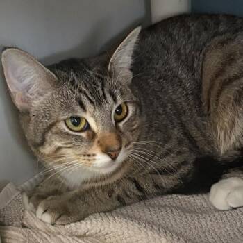 Domestic Short Hair Cats Available for Adoption - Fancy | PetCurious