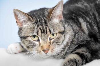 Domestic Short Hair Cats Available for Adoption in Loveland, Colorado - VIVA | PetCurious