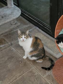 Katia 6647 -  Calico and Tabby Cat for Adoption in Locust Grove, Virginia - Katia 6647 | PetCurious
