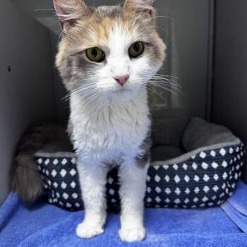 Snickerdoodle -  Domestic Short Hair Cat for Adoption in Toms River, New Jersey - Snickerdoodle | PetCurious