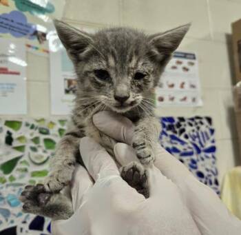 ELSIE -  Domestic Short Hair Cat for Adoption in Pensacola, Florida - ELSIE | PetCurious