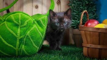 Tippy -  Domestic Long Hair Cat Available for Adoption in Lucas, Texas - Tippy | PetCurious