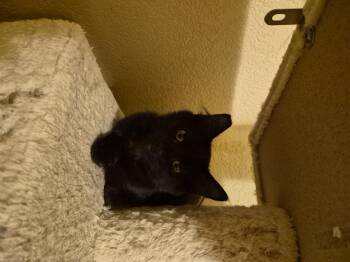 Alberto -  Domestic Medium Hair Cat for Adoption in Rio Linda, California - Alberto | PetCurious