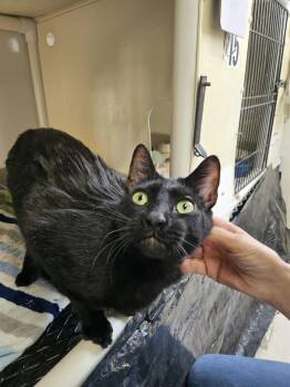 Bagheera -  Domestic Short Hair Cat for Adoption in Chappell, Nebraska - Bagheera | PetCurious