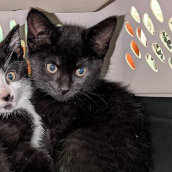 Jean-Luc -  Domestic Short Hair Cat for Adoption in Columbia, Missouri - Jean-Luc | PetCurious
