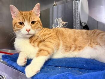 Draco -  Domestic Short Hair Cat for Adoption in New York, New York - Draco | PetCurious
