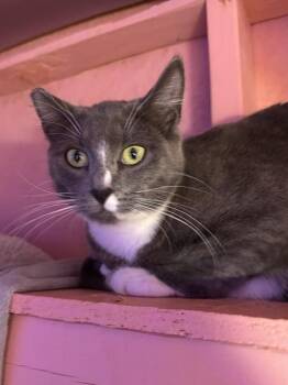 Flurry -  Tuxedo Cat for Adoption in Springfield, Oregon - Flurry | PetCurious