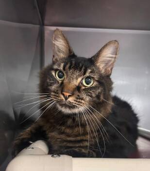 Manny -  Domestic Short Hair Cat for Adoption in New Cumberland, West Virginia - Manny | PetCurious