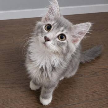 Annie -  Domestic Long Hair and Tabby Cat for Adoption in Andover, Minnesota - Annie | PetCurious