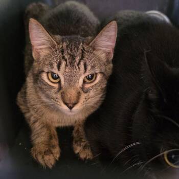 Costco -  Domestic Short Hair Cat for Adoption in Fairport, New York - Costco | PetCurious