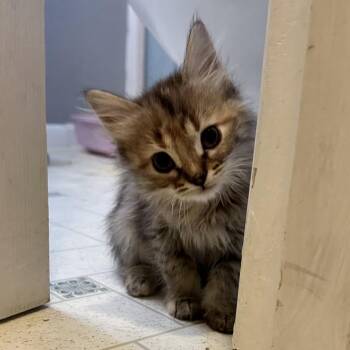 Adelie -  Domestic Medium Hair Cat for Adoption in Salt Lake City, Utah - Adelie | PetCurious