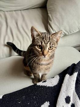 Rescue Domestic Short Hair Cats for Adoption in Richmond, Virginia - Red Velvet | PetCurious