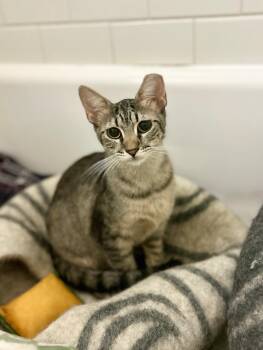 Brownie -  Domestic Short Hair Cat for Adoption in New York, New York - Brownie | PetCurious