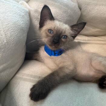 Figaro -  Domestic Short Hair Cat for Adoption in Guaynabo, Guaynabo - Figaro | PetCurious