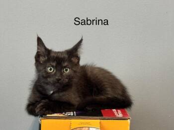 Sabrina -  Domestic Short Hair Cat for Adoption in Emerald Isle, North Carolina - Sabrina | PetCurious