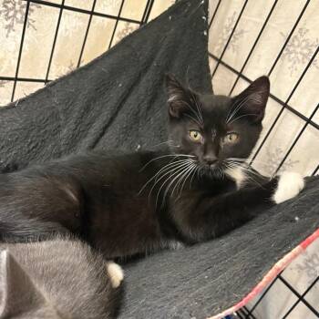 Sasha -  Domestic Short Hair Cat for Adoption in Monroe, Michigan - Sasha | PetCurious