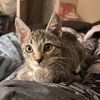 Rescue Tabby Cats for Adoption in Spring, Texas - Tsunami - Riley Fuzzel Petsmart | PetCurious