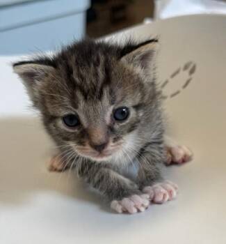 Salem -  Domestic Short Hair Cat for Adoption in Black Eagle, Montana - Salem | PetCurious