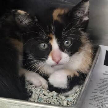 SEVI-Stray-110107 -  Domestic Short Hair Cat Available for Adoption in Salt Lake City, Utah - SEVI-Stray-110107 | PetCurious