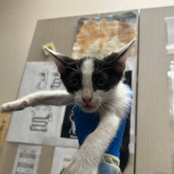 VICTOR -  Domestic Short Hair Cat Available for Adoption in Las Vegas, Nevada - VICTOR | PetCurious