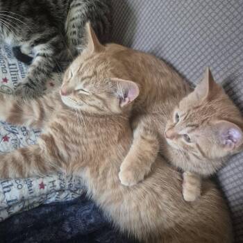Adamite -  Domestic Short Hair Cat for Adoption in Walled Lake, Michigan - Adamite | PetCurious