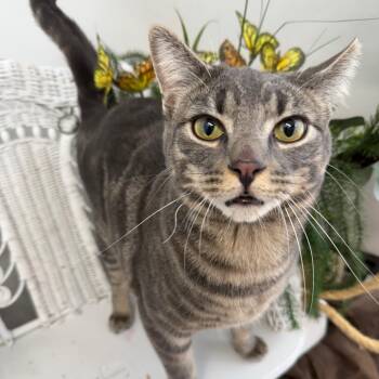 Domestic Short Hair Cats Available for Adoption in Eaton Rapids, Michigan - Young Squire 55960 | PetCurious