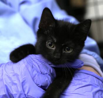 Hoshi -  Domestic Short Hair Cat for Adoption in Cut Bank, Montana - Hoshi | PetCurious