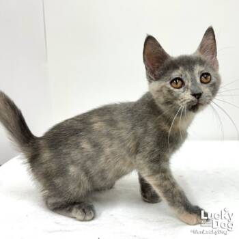 Rescue Domestic Short Hair Cats for Adoption in Washington, District Of Columbia - Annabelle | PetCurious