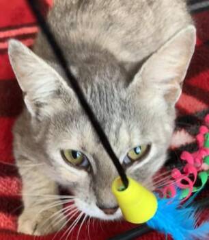 Domestic Short Hair Cats Available for Adoption in Liverpool, Texas - Toffee Rose | PetCurious