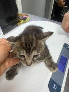 Capricorn -  Domestic Short Hair Cat for Adoption in Pomona, New York - Capricorn | PetCurious