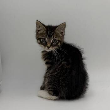 Tong Click -  Domestic Short Hair Cat for Adoption in State College, Pennsylvania - Tong Click | PetCurious