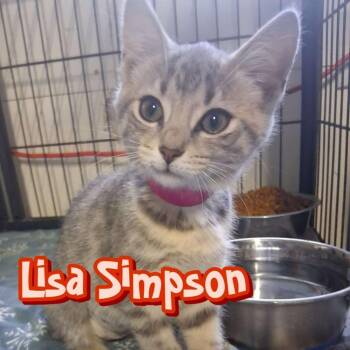 Lisa Simpson -  Domestic Short Hair Cat for Adoption in Hillsboro, Ohio - Lisa Simpson | PetCurious