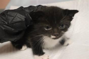 TAY -  Domestic Short Hair Cat for Adoption in Columbia, South Carolina - TAY | PetCurious