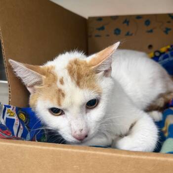 Domestic Short Hair Cats Available for Adoption in Canton, Illinois - Billy | PetCurious