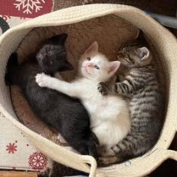 Domestic Short Hair Cats Available for Adoption in Quakertown, Pennsylvania - Maya | PetCurious