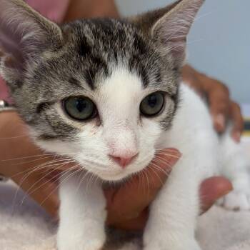 Paloma 2 -  Domestic Short Hair Cat for Adoption in Cumming, Georgia - Paloma 2 | PetCurious